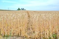 Dry Rye Field Grain Farming Agriculture Blue Sky Background Agriculture Track Meadow Stock Photo