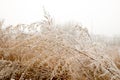 Dry sagebrush covered with frost on the background of fog. A field of withered grass. Natural autumn background