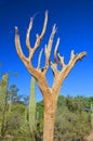 Dry saguaro is an arborescent tree-like cactus