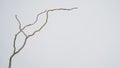 Dry Salix branch or Willow tree on white background