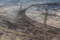 Dry sand and mud ground with many dirt bike tracks at daylight