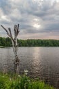 Dry sapless tree with a lake on the background Royalty Free Stock Photo
