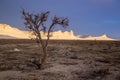 Dry saxaul in the desert on background of peaked white rocks, Boszhira canyon, plateau Ustyurt