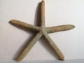 Dry Sea Starfish ornament