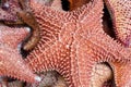 Dry sea stars, texture background