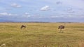 Dry season in the African savannah. Wildebeest grazes on yellow dry grass, ostrich walks.