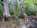 Dry Season in Big Cypress National Park Royalty Free Stock Photo