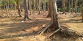 dry season in Indonesia and teak forests dry up 7