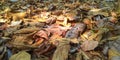 dry season in Indonesia and teak forests dry up 4