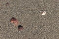 Dry seaweed and shell on the sand texture Royalty Free Stock Photo