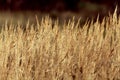 Dry sedge grass background Royalty Free Stock Photo