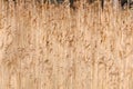 Dry sedge grass next to a lake in the Autumn. Nordic Nature Royalty Free Stock Photo