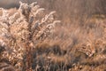 Dry sedge grass in the wind. Pastel neutral colors. Earth tones. Abstract natural background. Natural Beige. Pampas Royalty Free Stock Photo