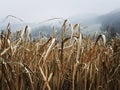 Dry sedge in a meadow near the water