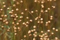 Dry seed capsules of common flax Linum usitatissimum