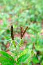 The dry seed pods of Waterkanon, Watrakanu,Minnieroot.