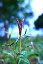 The dry seed pods of Waterkanon, Watrakanu,Minnieroot