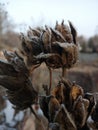 Flower pods in winter