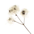 Dry seedhead of Clematis vitalba Royalty Free Stock Photo