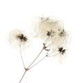 Dry seedhead of Clematis vitalba Royalty Free Stock Photo