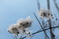 Dry seedheads of the wild clematis Clematis vitalba in winter Royalty Free Stock Photo