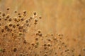 Dry sharp brown burdock plants grow in autumn field