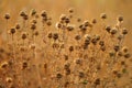 Dry sharp brown flowers growing in autumn field