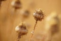 Dry sharp brown plant growing in autumn meadow