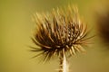 Dry sharp brown thorn plant growing in autumn field. Macro image