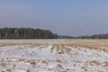 Dry , sharp stubble from the harvested corn crop Royalty Free Stock Photo