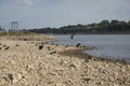 dry shore of rhine river in Cologne at extremly low tide, caused by rainless summer