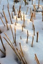 Dry short stalks protruding from the snow as a rhythm and abstraction