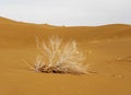 A dry shrub laying on sand of desert Royalty Free Stock Photo