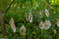 Dry silicles of Lunaria covered with rime in autumn morning against blurred garden. Closeup. Selective focus Royalty Free Stock Photo