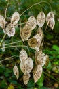 Dry silicles of Lunaria covered with rime in autumn morning against blurred garden. Closeup. Selective focus Royalty Free Stock Photo