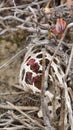Dry skeleton of a cactus