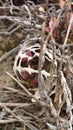 Dry skeleton of a cactus