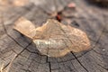 Dry skeletonized leaf on a stump close up