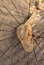 Dry skeletonized leaf on a stump close up