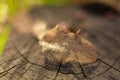 Dry skeletonized leaf on a stump close up