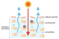 Dry skin layer with stratum corneum and ceramides. illustration. beauty and skin care concept