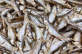 Dry small fishes