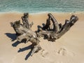 Dry snag and human footprints on sand.