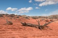 Dry snag lies on layered sandstone outcrop