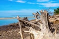 dry snag, roots on the river Royalty Free Stock Photo