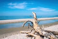 dry snag, on the sandy bank of the river Royalty Free Stock Photo