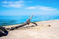 dry snag, on the sandy bank of the river Royalty Free Stock Photo