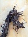 Dry snag in shape of horse`s head against yellow painted wall with streaks. Dried-up vine trunk with roots. Close-up.