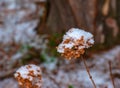 Dry snow-covered brown hydrangea flowers in the garden in winter. Latin name Hydrangea arborescens L Royalty Free Stock Photo