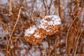 Dry snow-covered brown hydrangea flowers in the garden in winter. Latin name Hydrangea arborescens L Royalty Free Stock Photo